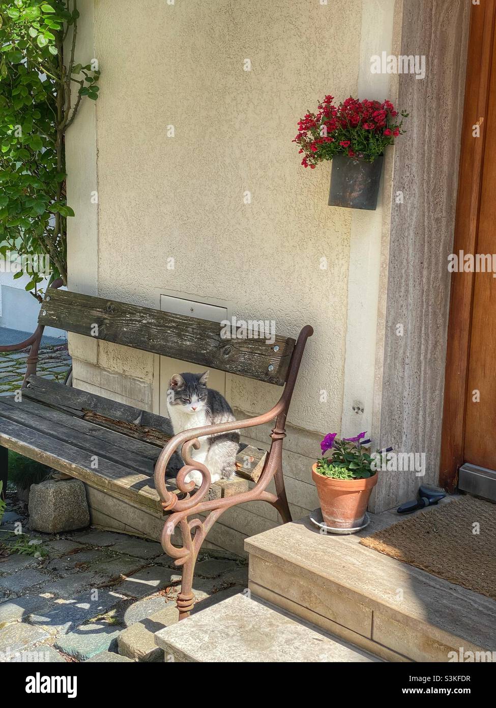 Chat reposant sur une banque près d'une maison avec des fleurs à Freising, Allemagne. Banque D'Images