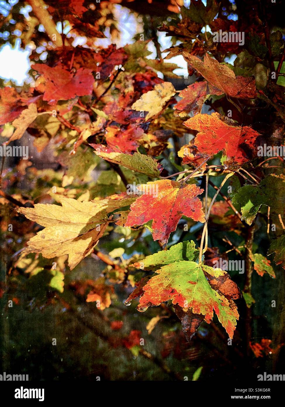 Octobre gloire l'érable laisse changer la couleur des feuilles à sa gloire d'automne. Banque D'Images