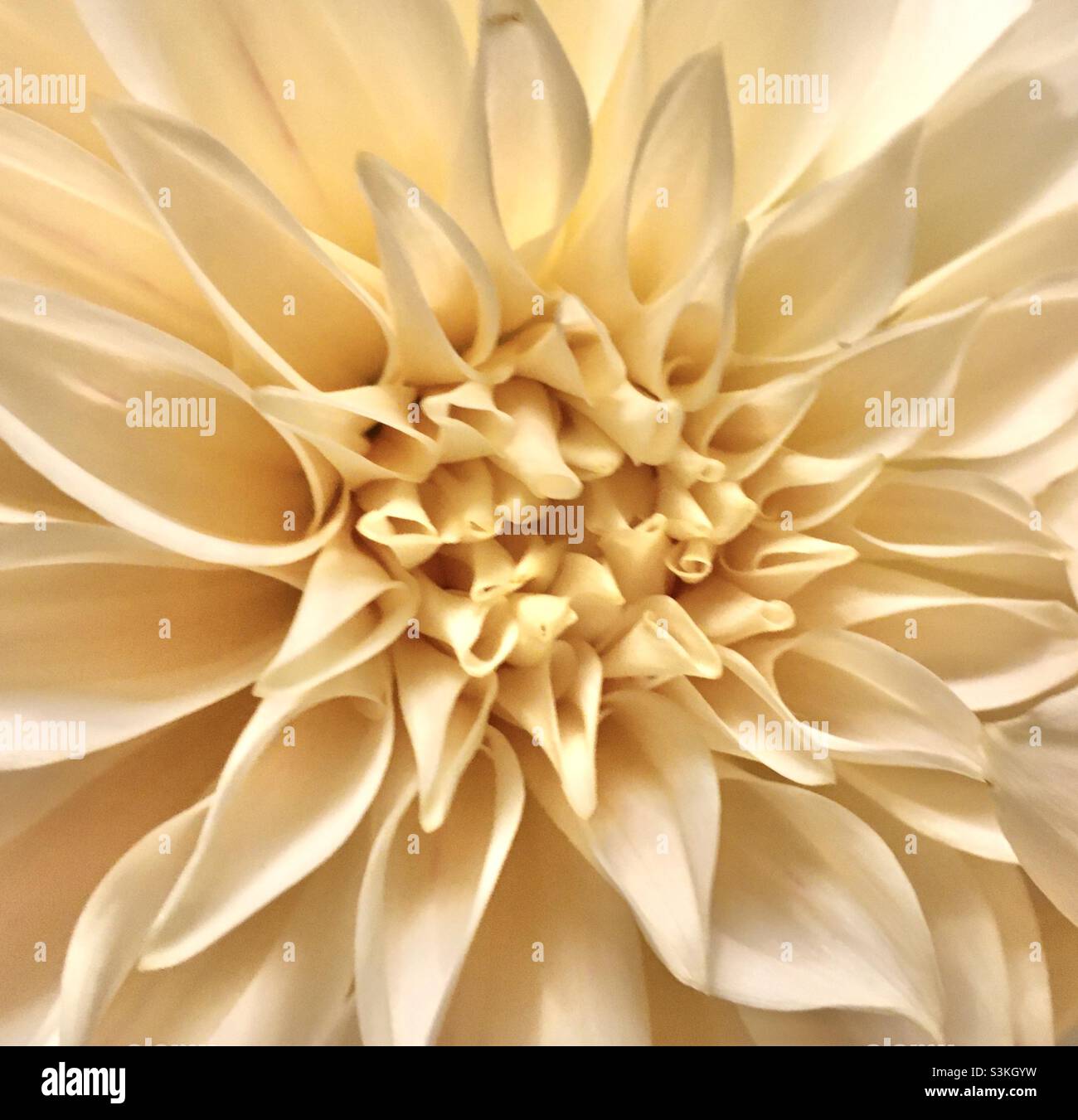 Or, or, crème, fleur, nature,beauté Banque D'Images