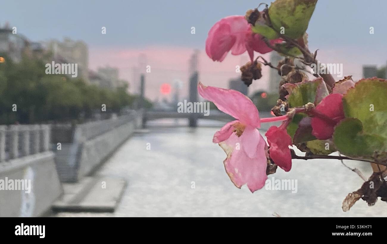 Coucher de soleil rose avec fleurs roses - Image de stock capturée avec un smartphone