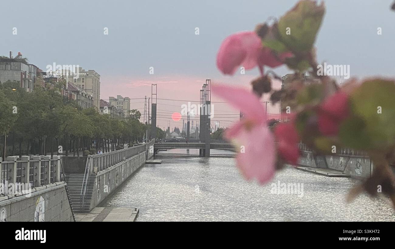 Couchers de soleil roses avec fleurs roses - Image de stock capturée avec un smartphone