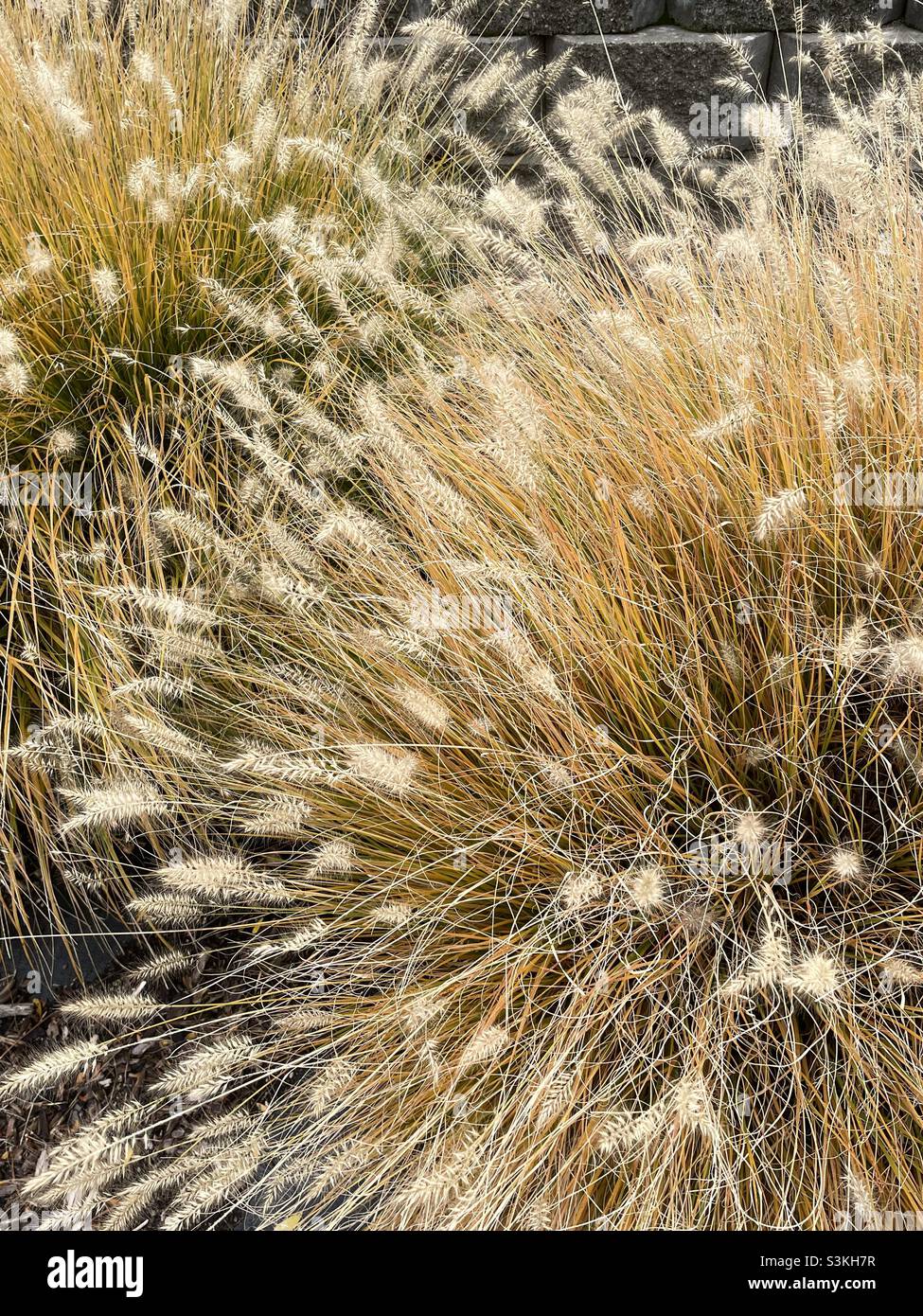 Gros plan en automne de quelques herbes ornementales de couleur blé à plumes qui fait partie d'un plus grand aménagement paysager dans une église locale de l'Utah. Banque D'Images