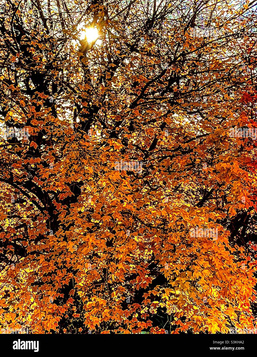 Feuilles d’automne - Image de stock capturée avec un smartphone