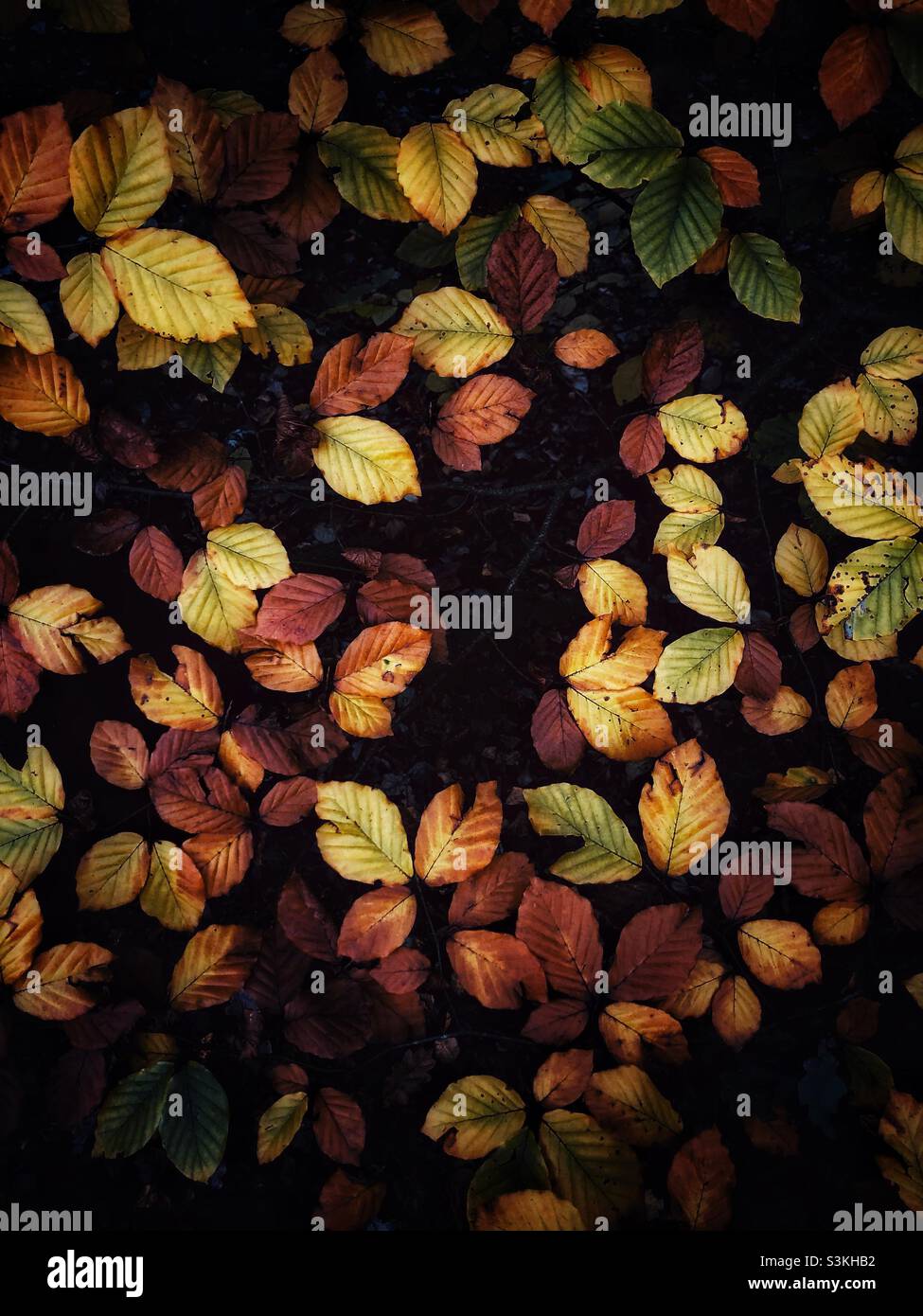 Fond plein cadre automnal des feuilles d'automne colorées d'un arbre dans des bois sombres - Image de stock capturée avec un smartphone