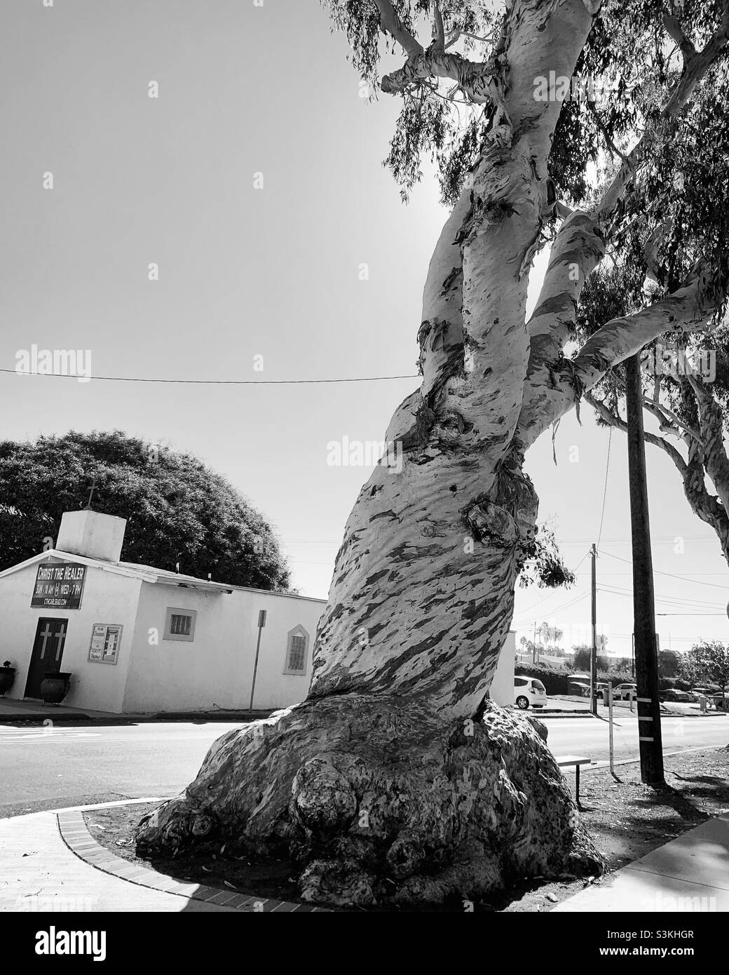 Septembre 2021, un grand arbre à Carlsbad, comté de San Diego, Californie, États-Unis, Amérique du Nord - Image de stock capturée avec un smartphone