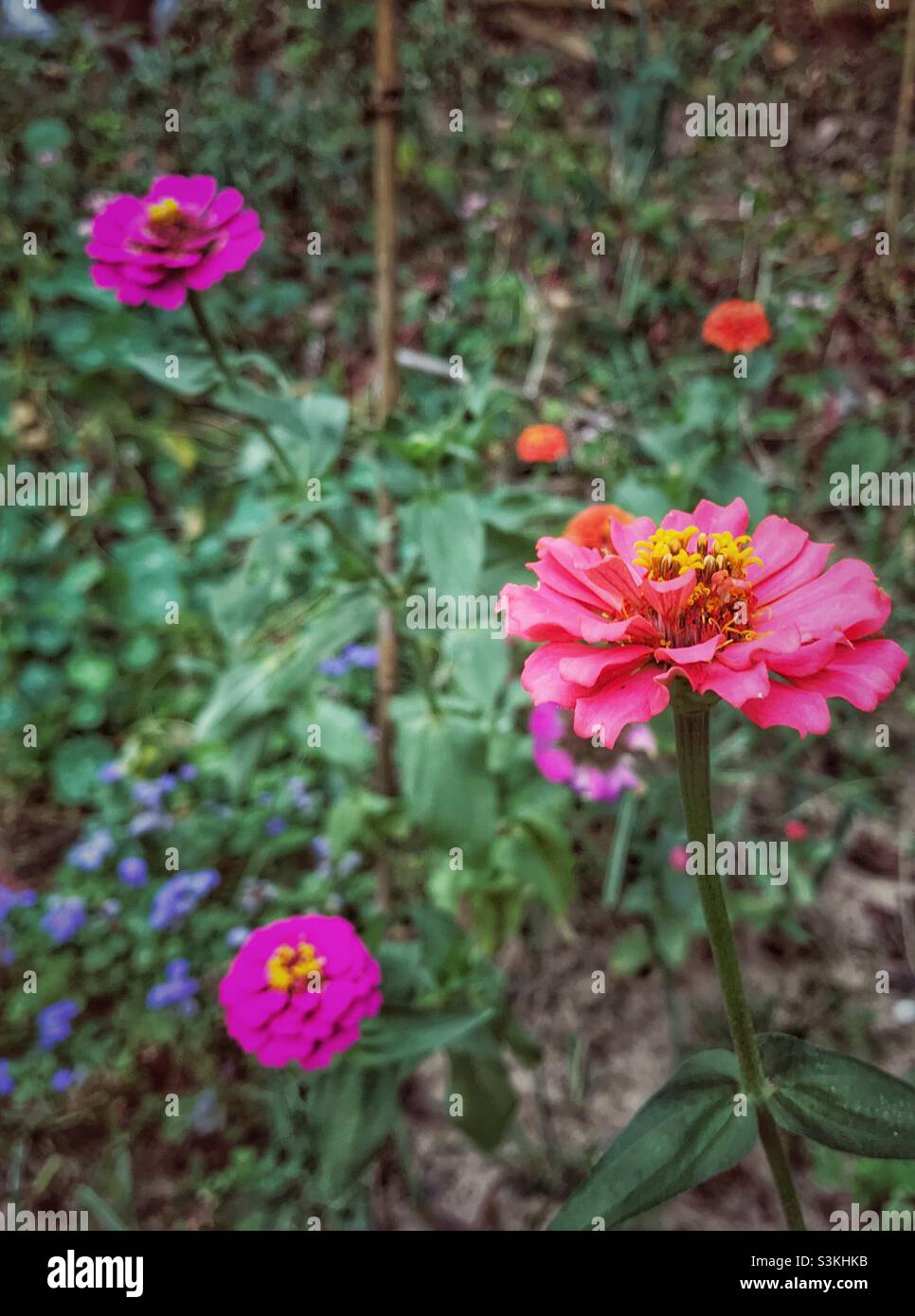 Jardin fleuri d'automne - Image de stock capturée avec un smartphone