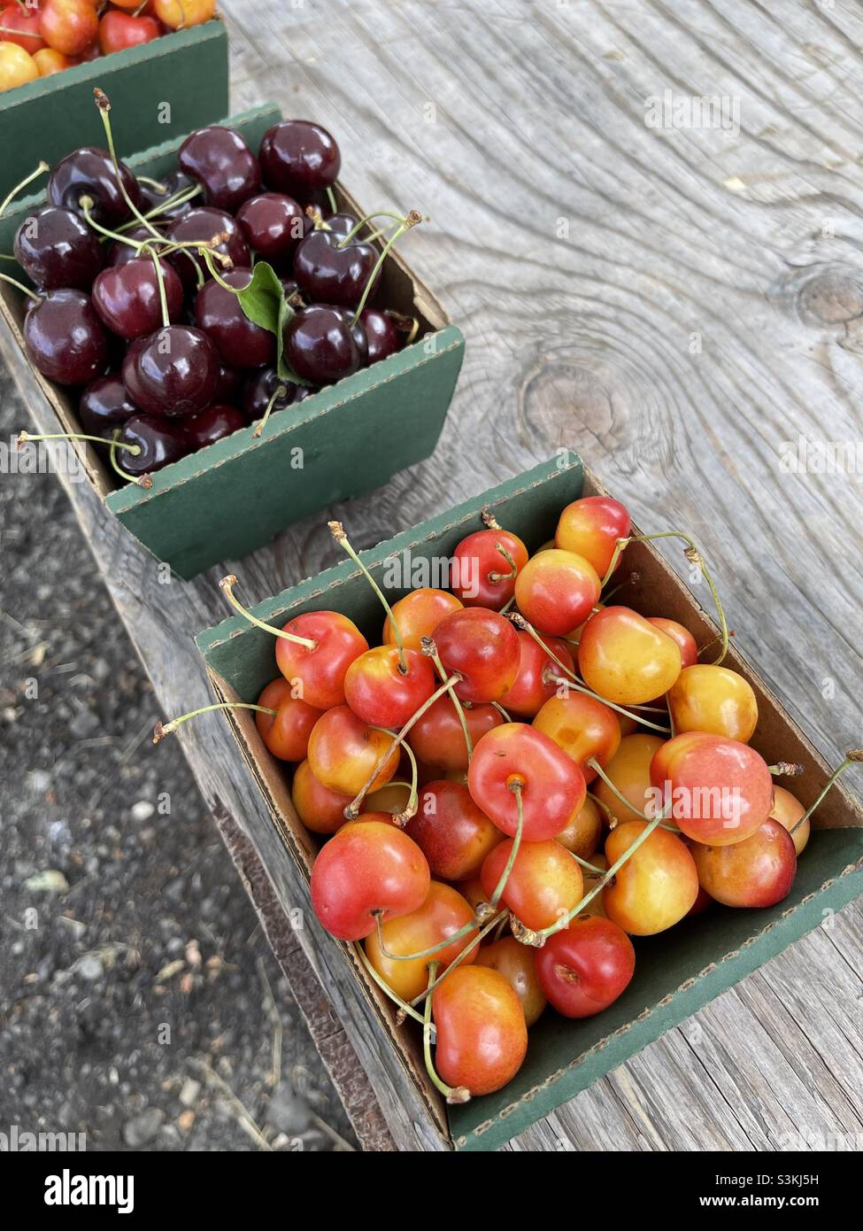 Rainier cherries Banque D'Images