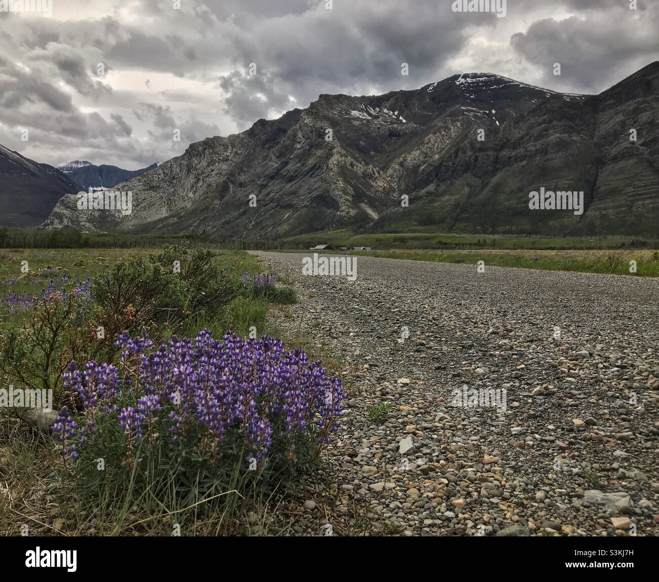 Fleurs sauvages pourpres par une route de gravier traversant une prairie alpine dans les montagnes Rocheuses canadiennes.Parc national des Lacs-Waterton, Alberta, Canada, un jour d'été nuageux. Banque D'Images