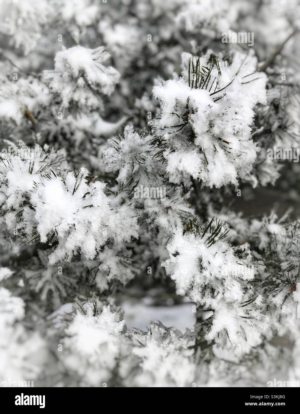 Sapin recouvert de neige en gros plan. Banque D'Images