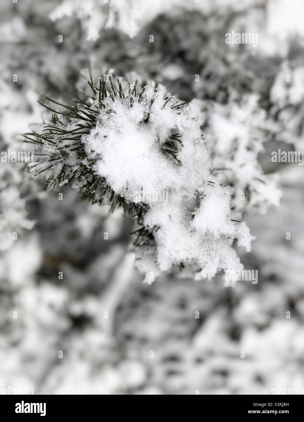 Branche de sapin enneigée sur fond enneigé flou. Banque D'Images