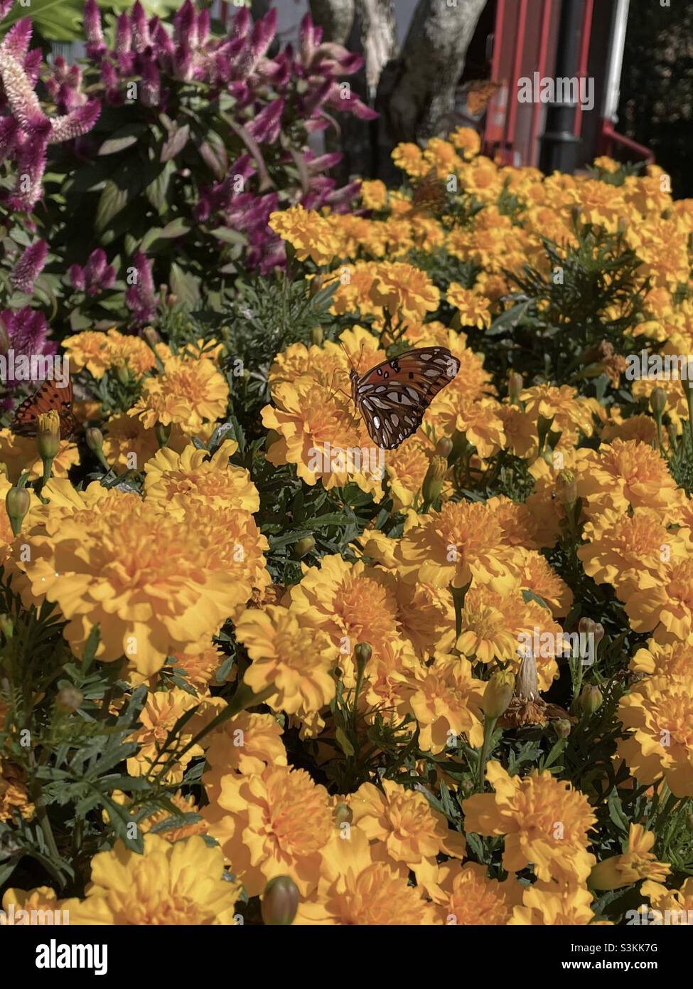 Jardin de fleurs d'automne avec un papillon fritillaire du golfe - Image de stock capturée avec un smartphone
