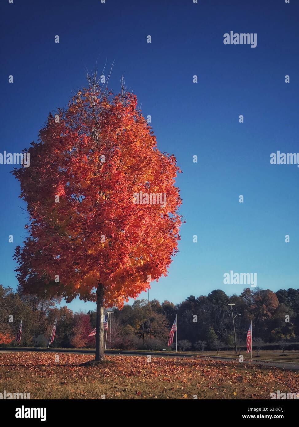 Drapeaux américains à côté d'un arbre d'automne à feuilles dorées Banque D'Images