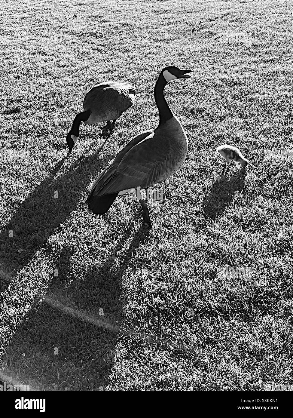 La famille des bernaches du Canada navigue sur l'herbe - Image de stock capturée avec un smartphone