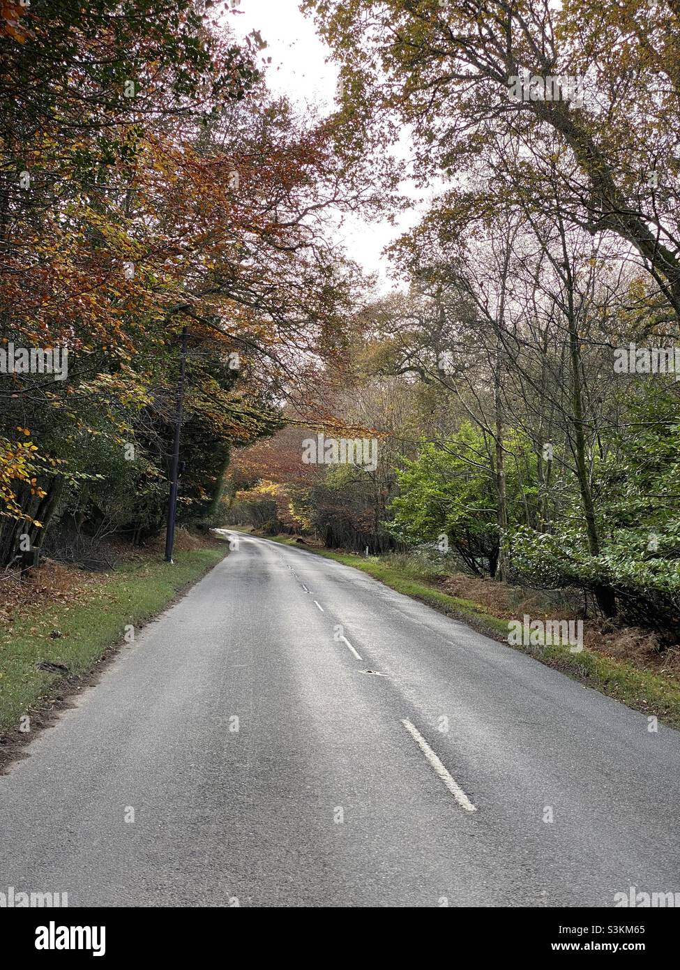 Route à travers la forêt d'automne Banque D'Images