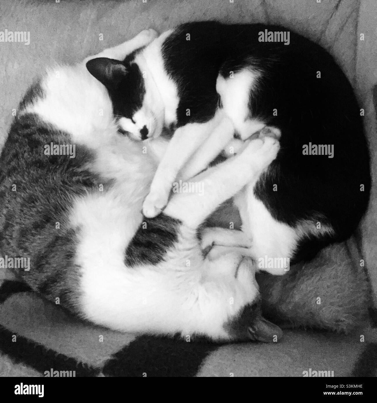 Chats dans yin et yang Banque D'Images