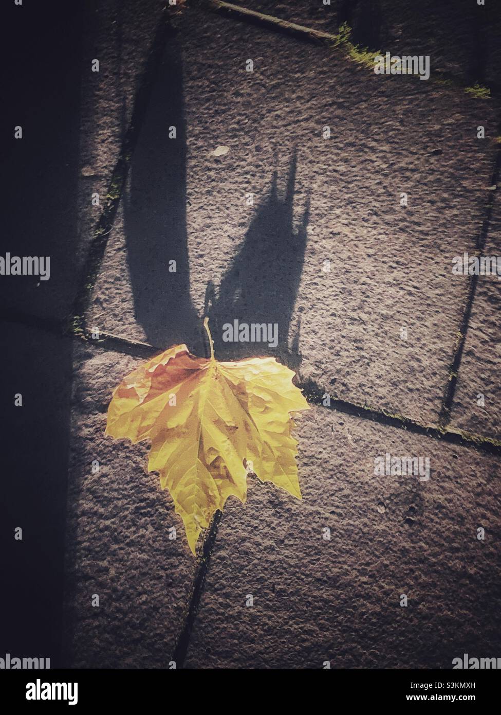 Une feuille d'automne qui jette une longue ombre sur la chaussée Banque D'Images