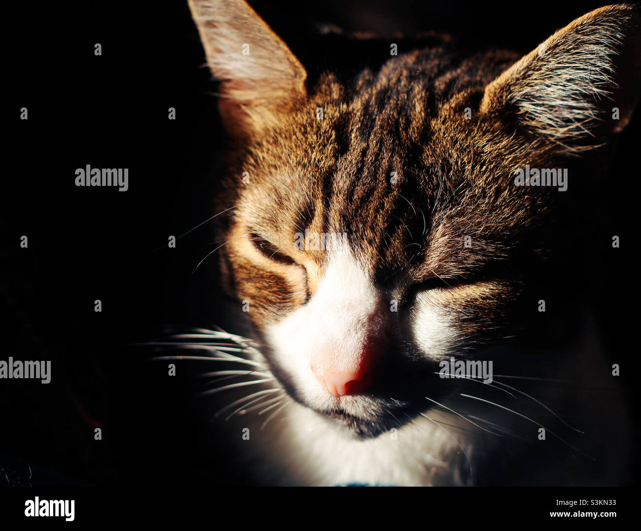 Lumière fortement contrastée sur la face d'un contenu regardant tabby chat - Image de stock capturée avec un smartphone Lumière fortement contrastée sur la face d'un contenu regardant tabby chat - Image de stock capturée avec un smartphone