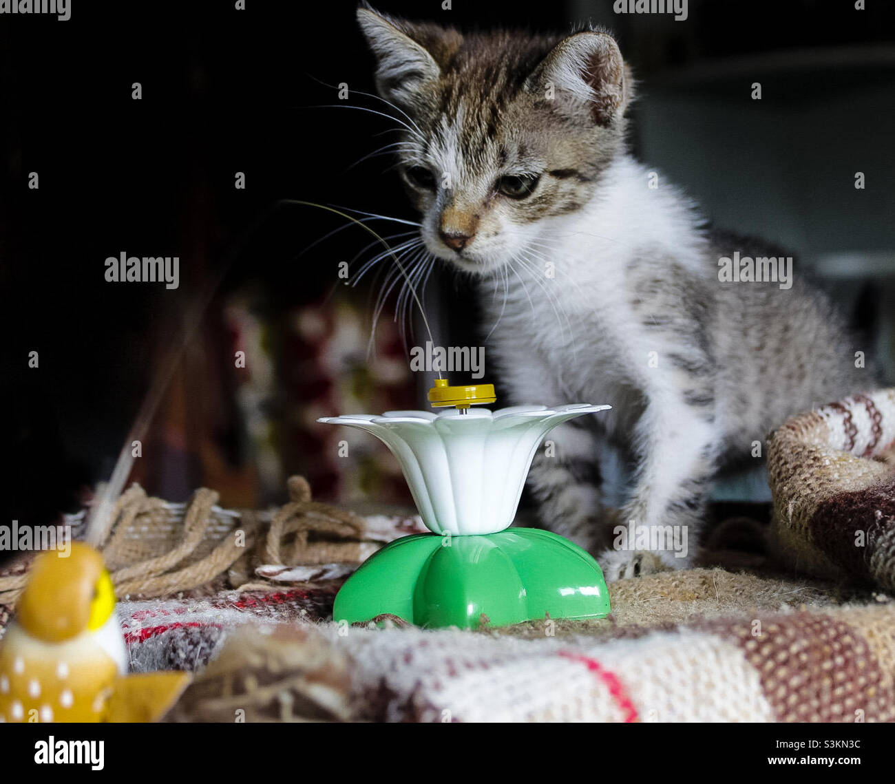Le chaton de tabby gris et blanc joue avec un jouet d'oiseau - Image de stock capturée avec un smartphone Le chaton de tabby gris et blanc joue avec un jouet d'oiseau - Image de stock capturée avec un smartphone