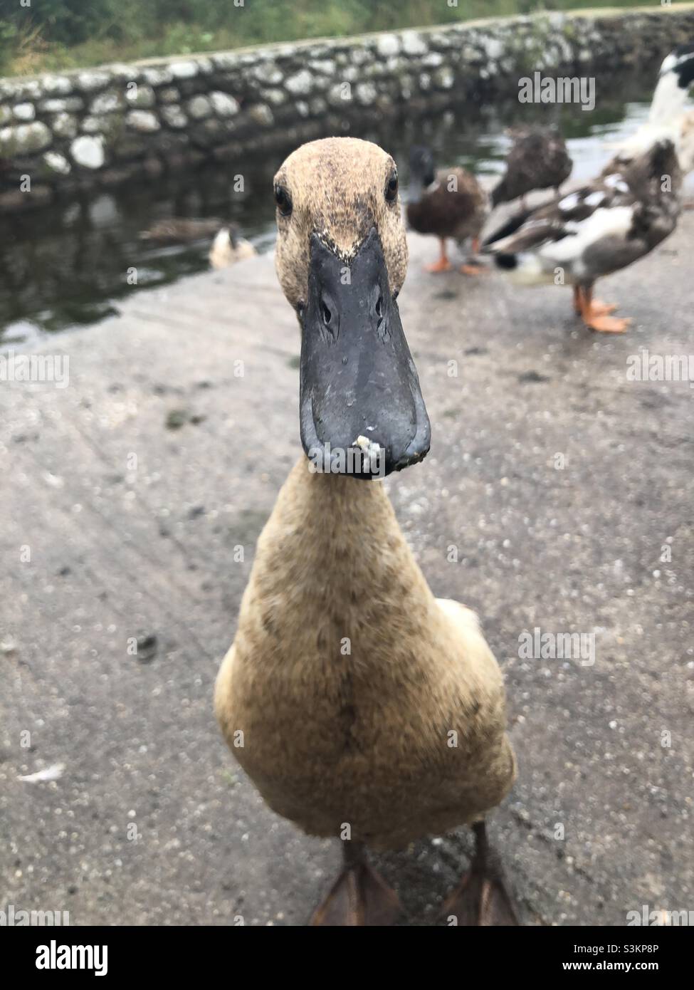 Canard mignon de chéri image stock. Image du pied, fourrure - 50359031