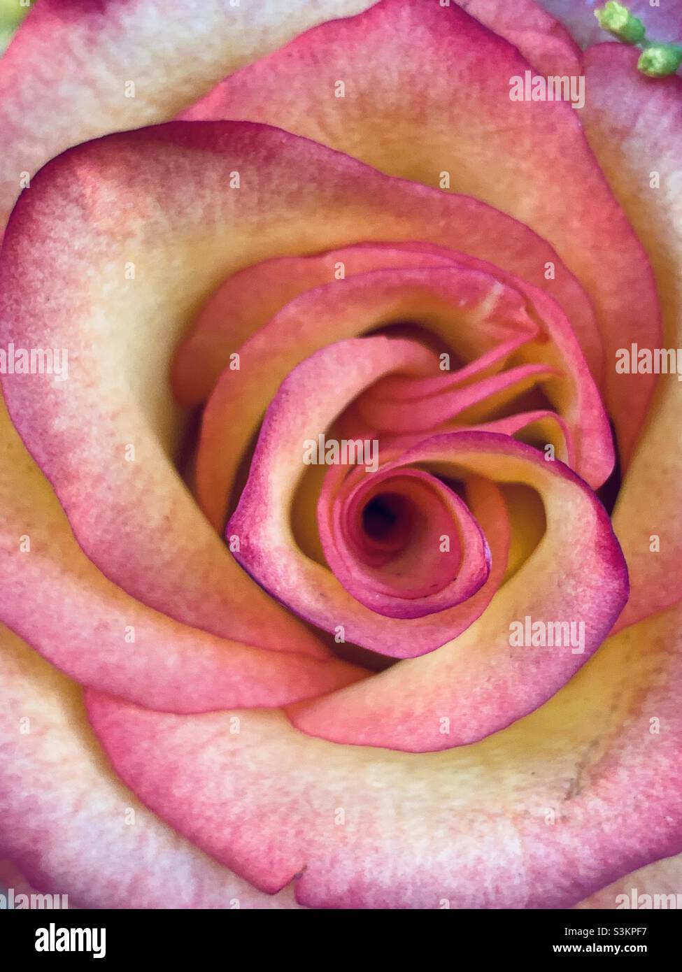 Gros plan de rose jaune. Banque D'Images