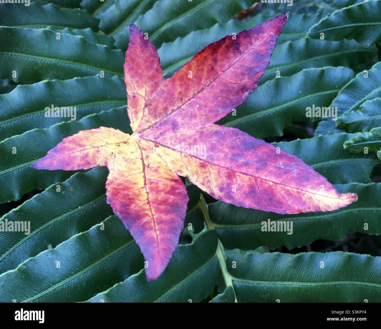 Automne, automne, feuilles, vert, or,rose, violet, rouge, jaune, nature beauté Banque D'Images