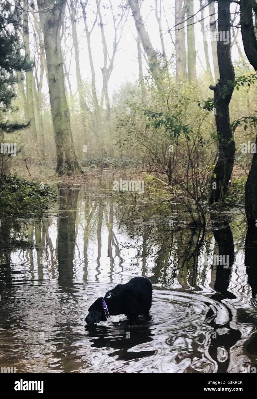 Chien dans l'eau d'inondation Banque D'Images