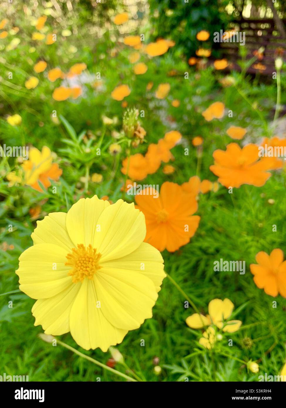 Fleurs cosmos jaune et orange dans une ferme ! Photo Stock - Alamy