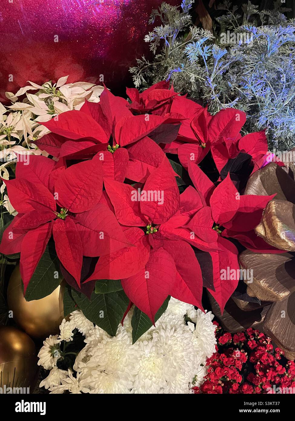 Les poinsettias de Noël - Image de stock capturée avec un smartphone