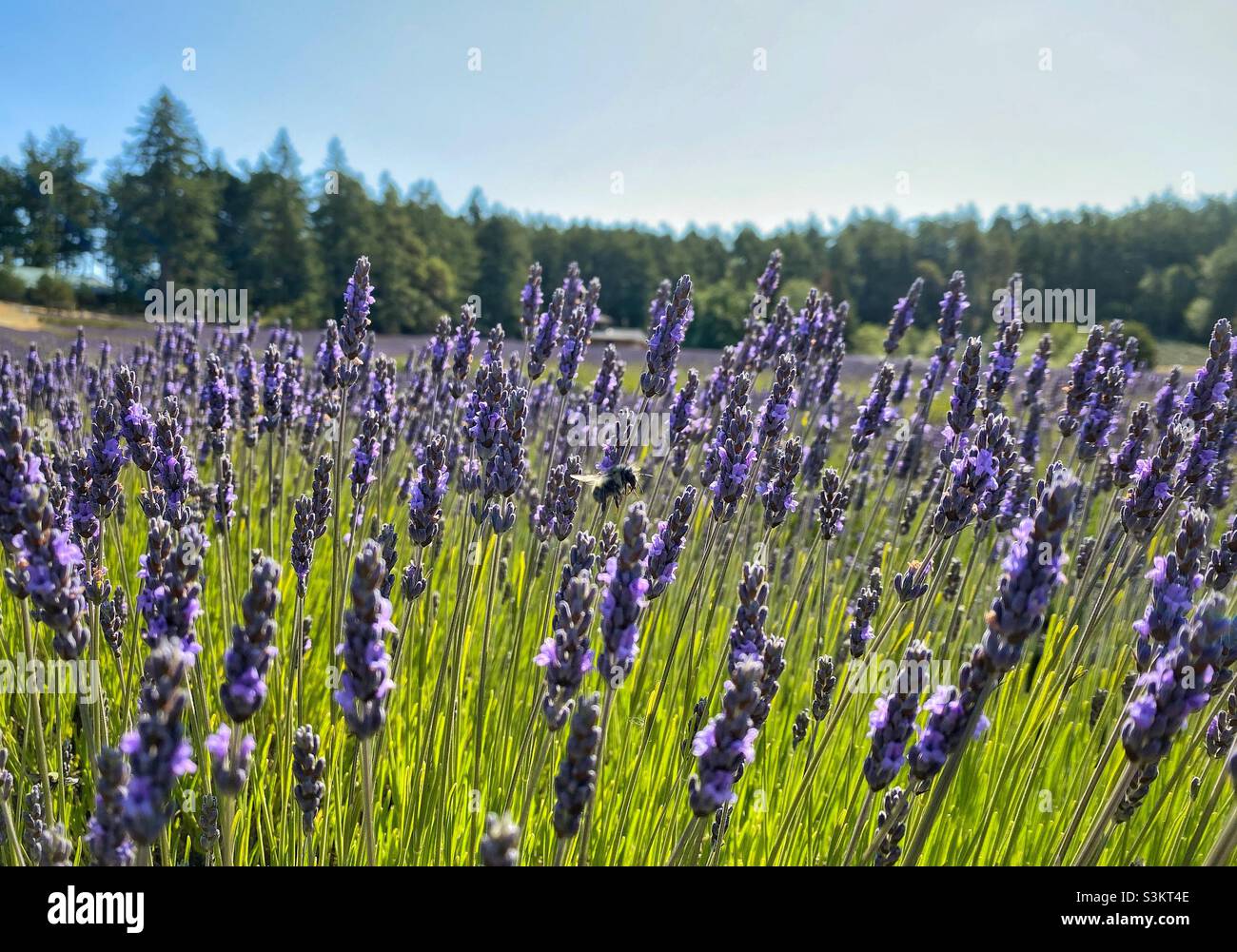 Champ de lavande avec bourdon volant par une belle journée ensoleillée en été, île de San Juan, Washington, Etats-Unis - Image de stock capturée avec un smartphone