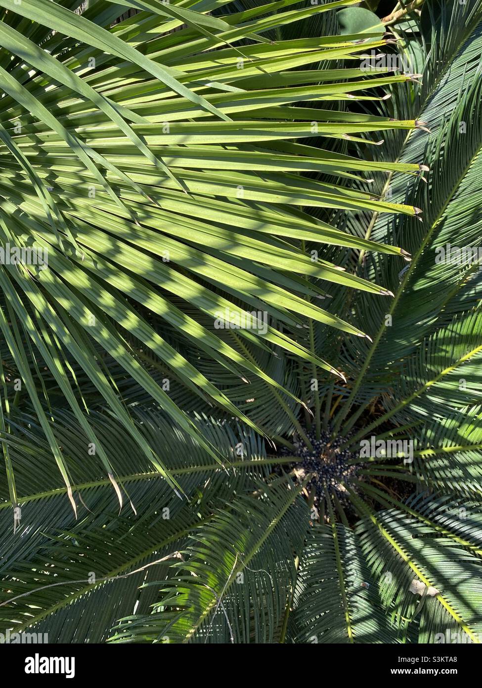 Arrière-plan de la lumière du soleil sur les feuilles de palmier - Image de stock capturée avec un smartphone