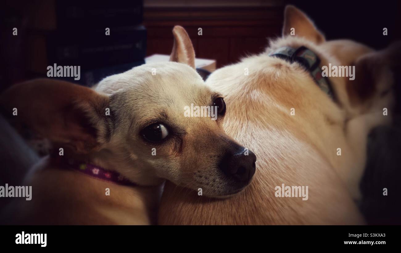 Deux chiens de chihuahua fauve se sont emmêlés, l'un endormi et l'autre posant sa tête à l'arrière de l'autre tout en regardant l'appareil photo. Banque D'Images