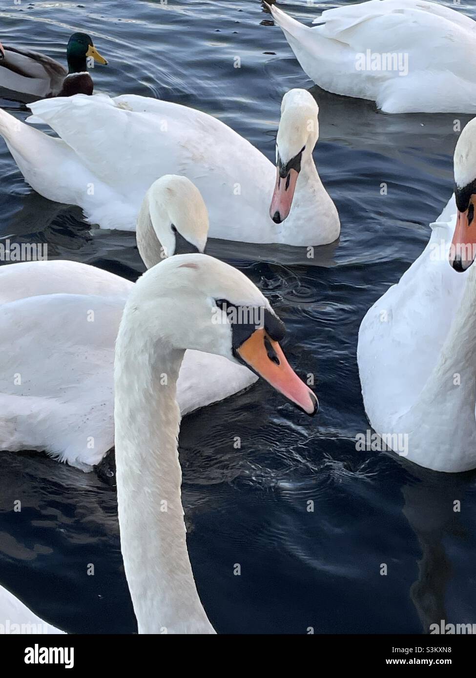 Curieux cygnes dans un lac avec un canard Banque D'Images