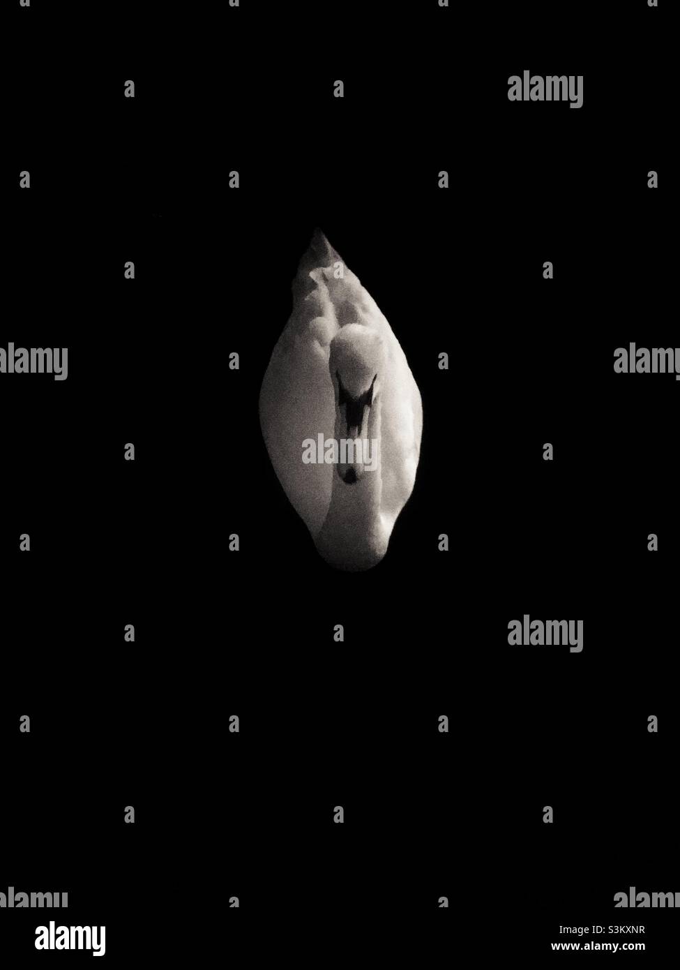 Swan sur fond sombre - Image de stock capturée avec un smartphone