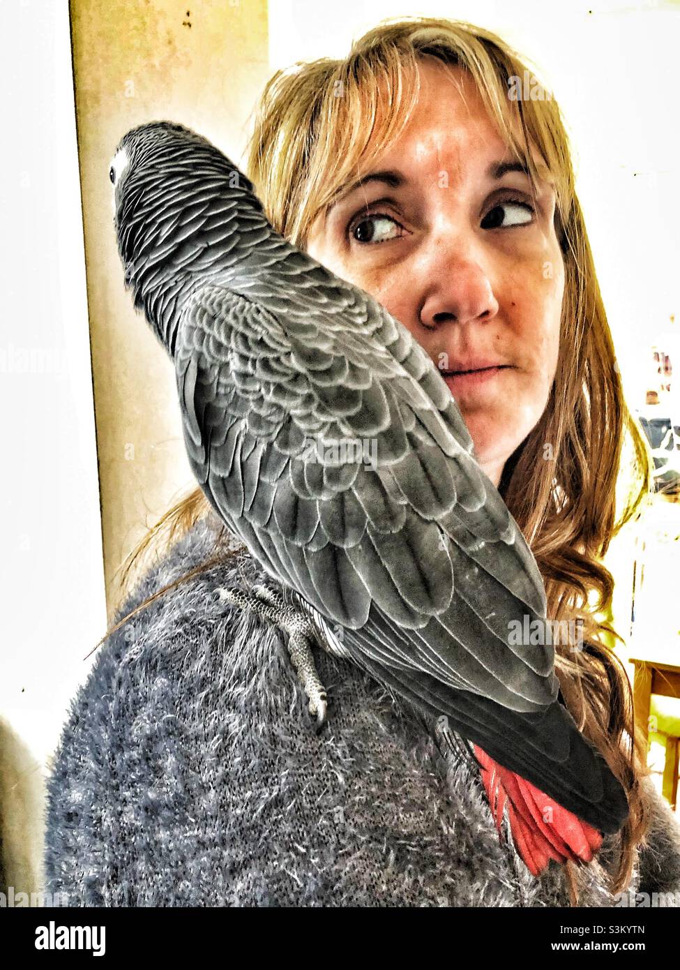 Le gris africain sur l’épaule de la femme Banque D'Images