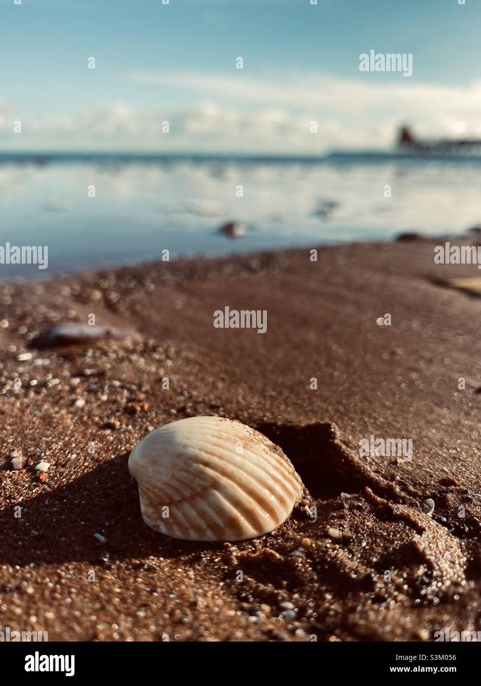 Un coquillage unique en profitant de la plage et du soleil Banque D'Images