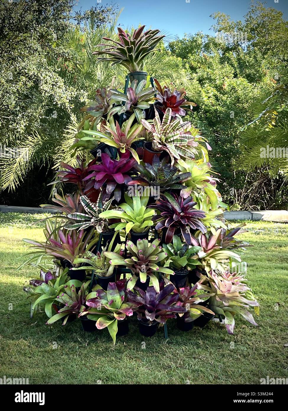 Arbre de Noël fait de diverses plantes de Bromeliad, Punta Gorda, Floride - Image de stock capturée avec un smartphone