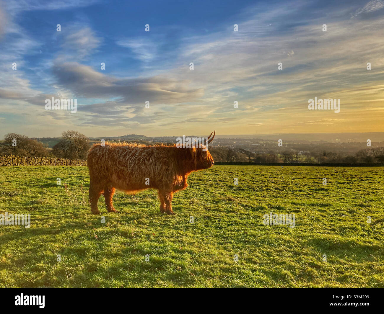 Vache dans le champ de Guiseley West Yorkshire Banque D'Images