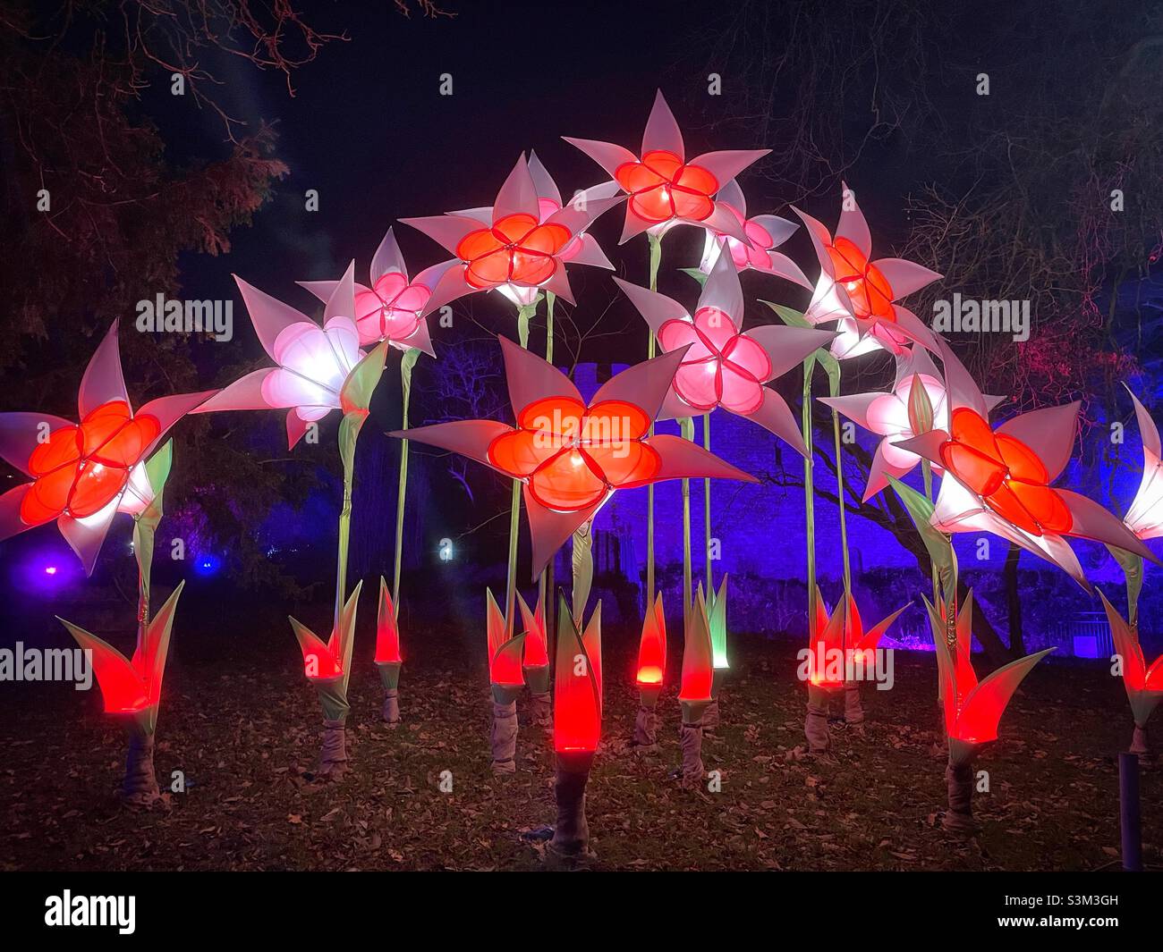 Noël à Bute part, Cardiff, un sentier lumineux avec ces grandes fleurs. - Image de stock capturée avec un smartphone