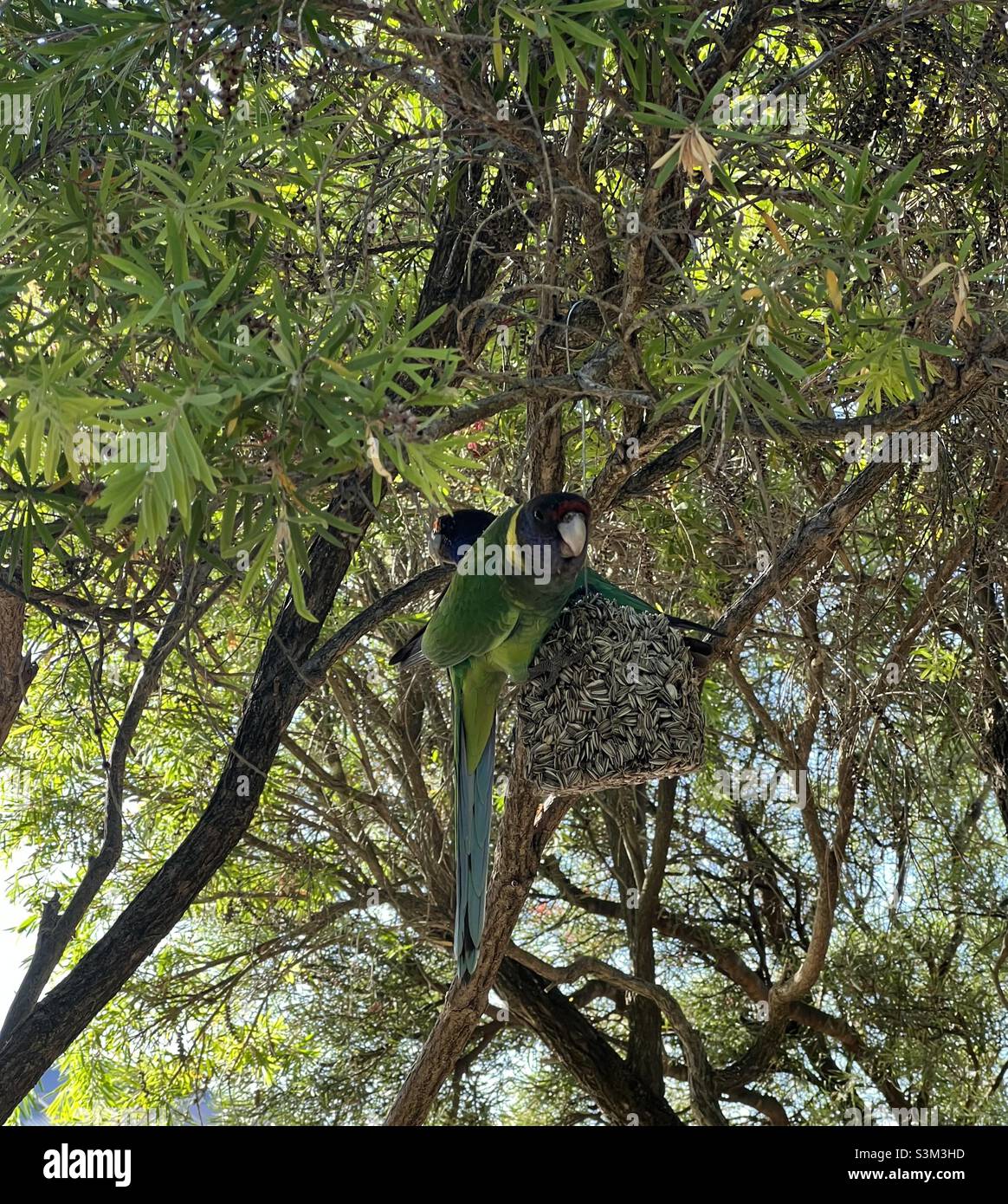 Ringnecks mangeant un bloc de tournesol dans un arbre de bottlebrush - Image de stock capturée avec un smartphone