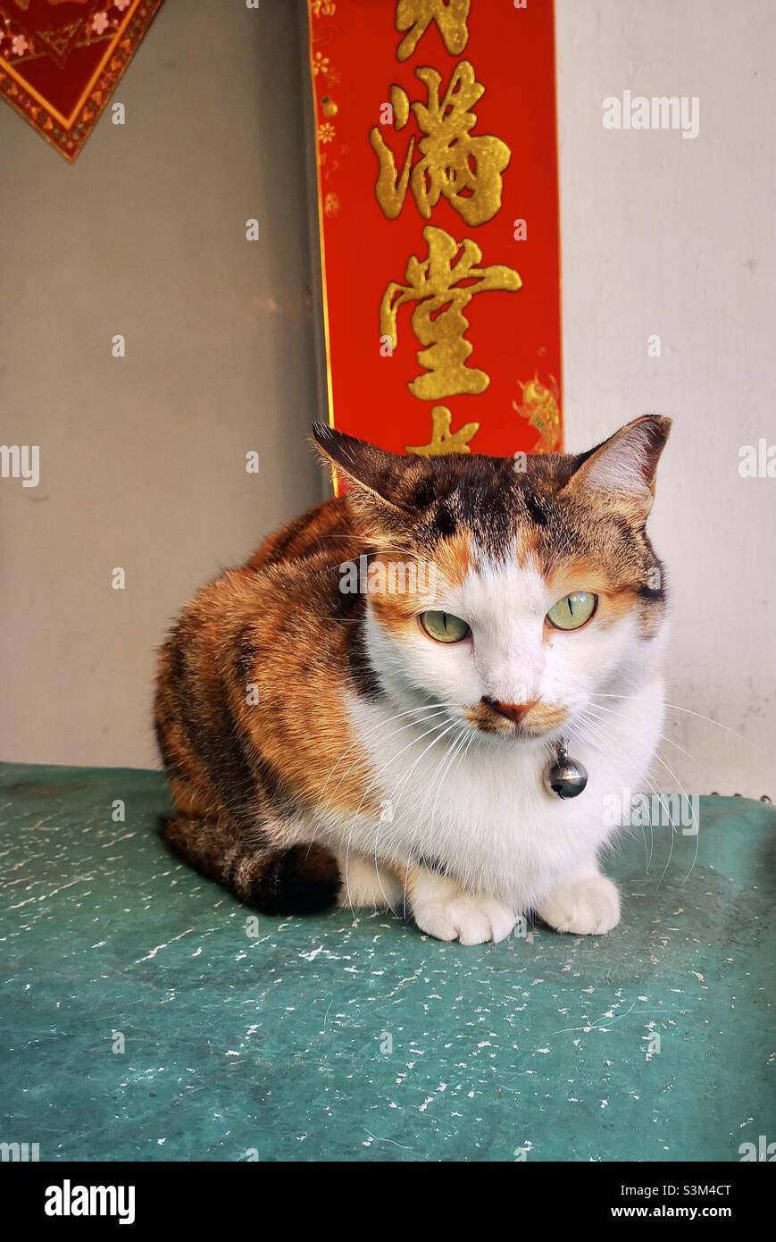 Un chat mignon dans le village de Yung Shue WAN sur l'île de Lamma à Hong Kong. Banque D'Images