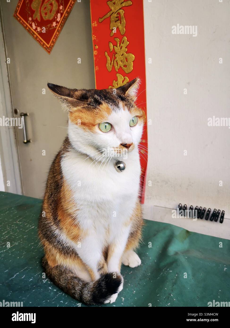 Un chat mignon dans le village de Yung Shue WAN sur l'île de Lamma à Hong Kong. Banque D'Images
