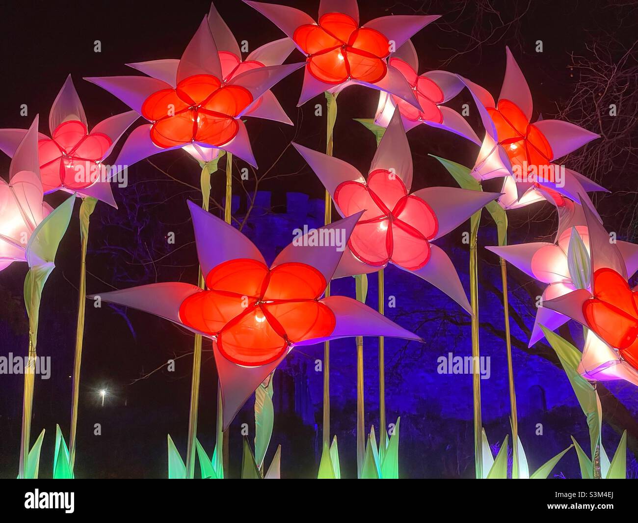 Lumières de fleurs colorées à Noël dans Bute Park lumière de marche éclairée, 2021. Banque D'Images