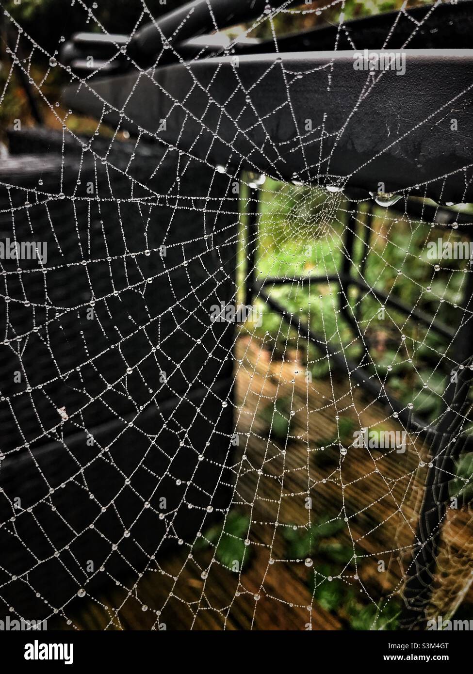 Gros plan de la toile d'araignées dans un jardin après une tempête Banque D'Images