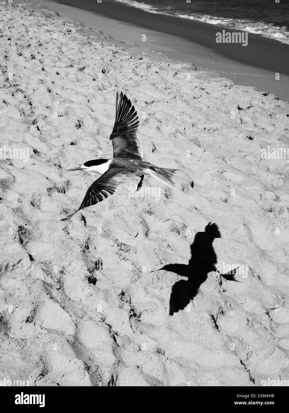 mouette volante sur la plage jetant l'ombre en noir et blanc Banque D'Images