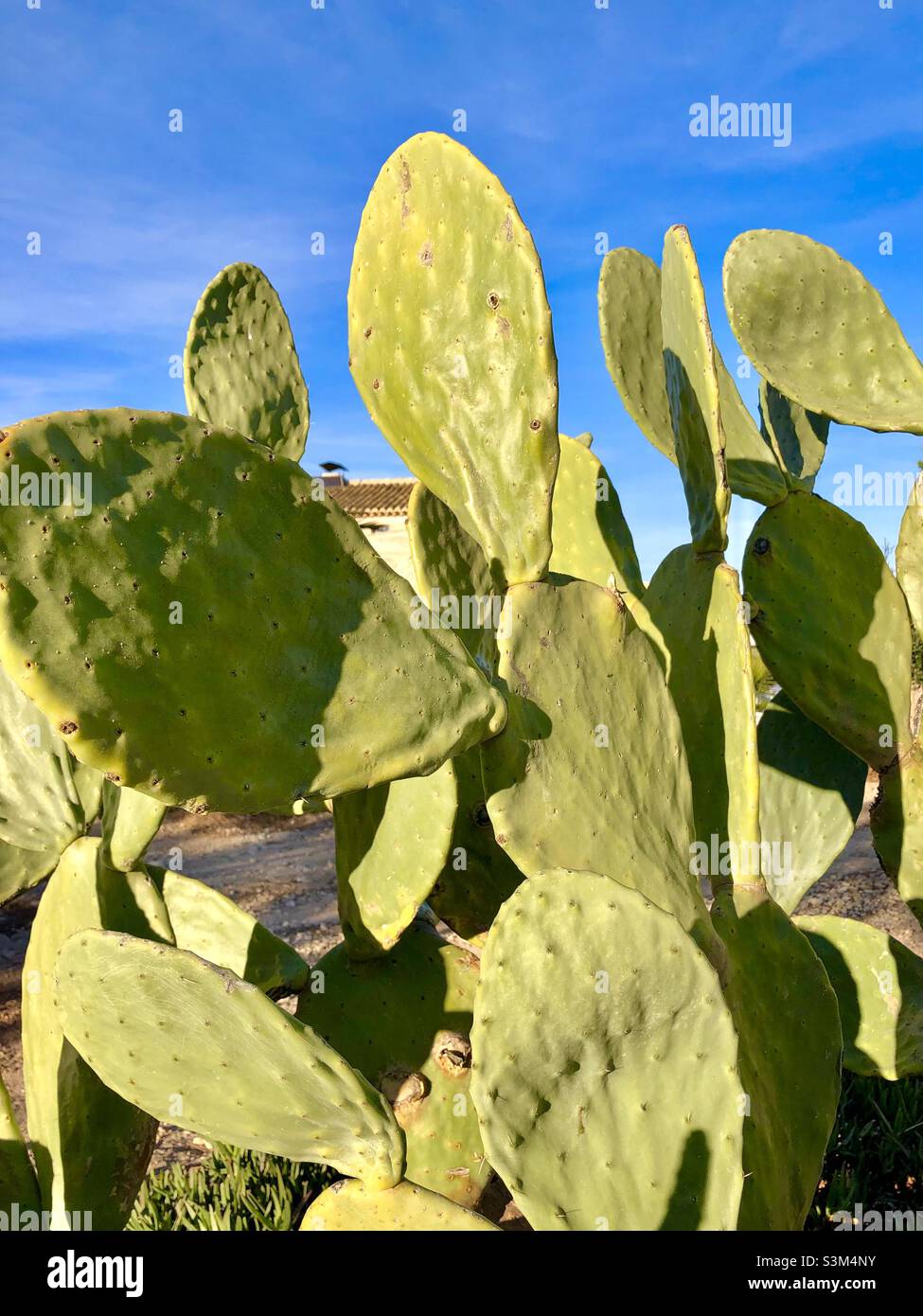 Cactus sans épines contre un ciel bleu. Banque D'Images