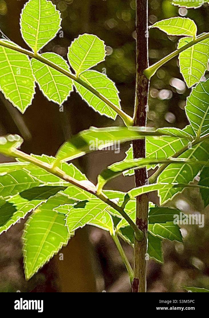 Feuilles de rétro-éclairé - Image de stock capturée avec un smartphone