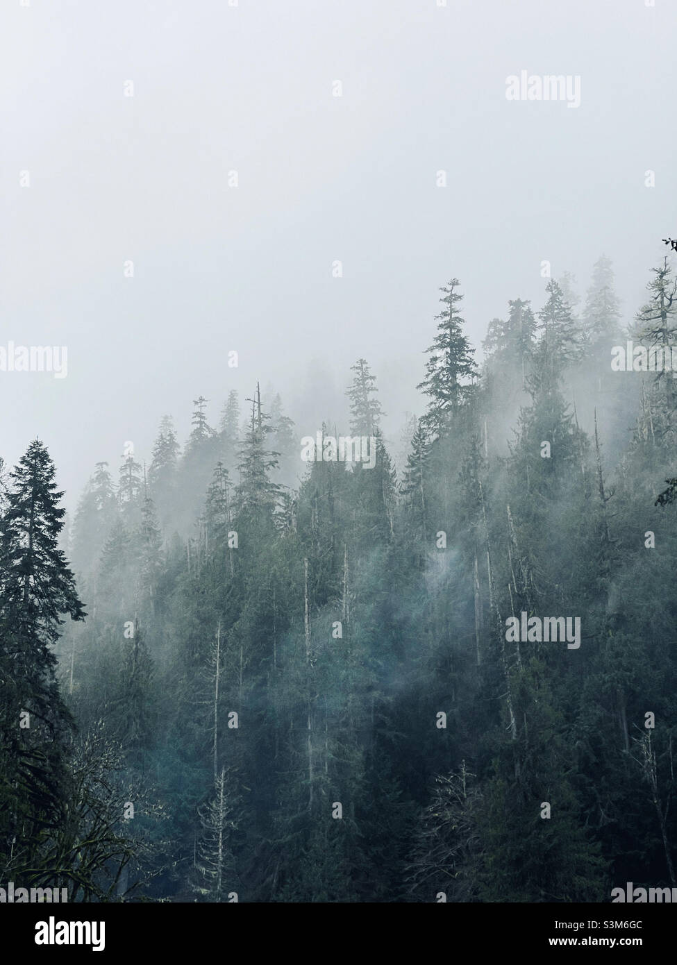 Mystérieux brouillard du nord-ouest du Pacifique au-dessus de la forêt tropicale Banque D'Images