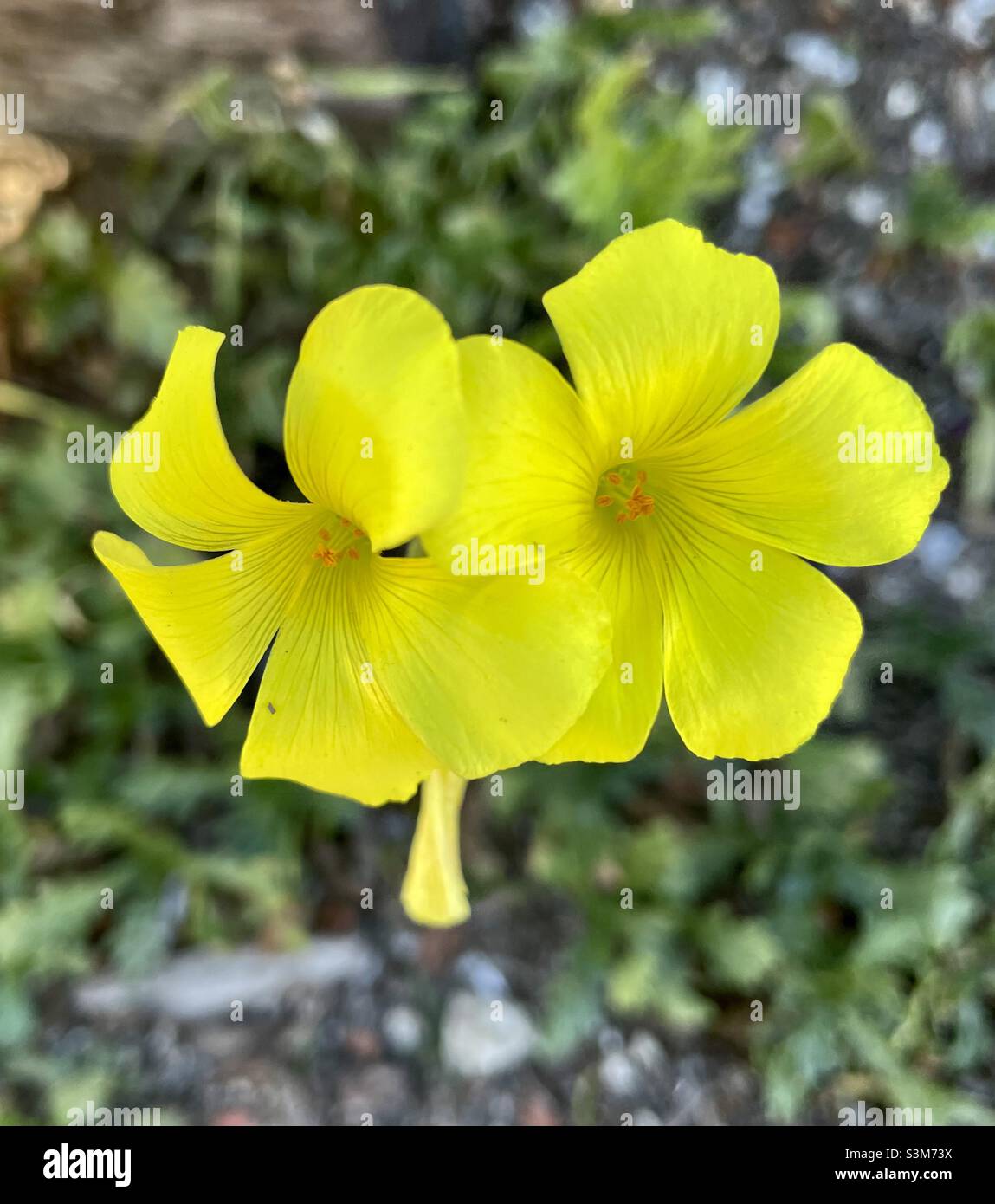 La moutarde sauvage fleur Banque D'Images