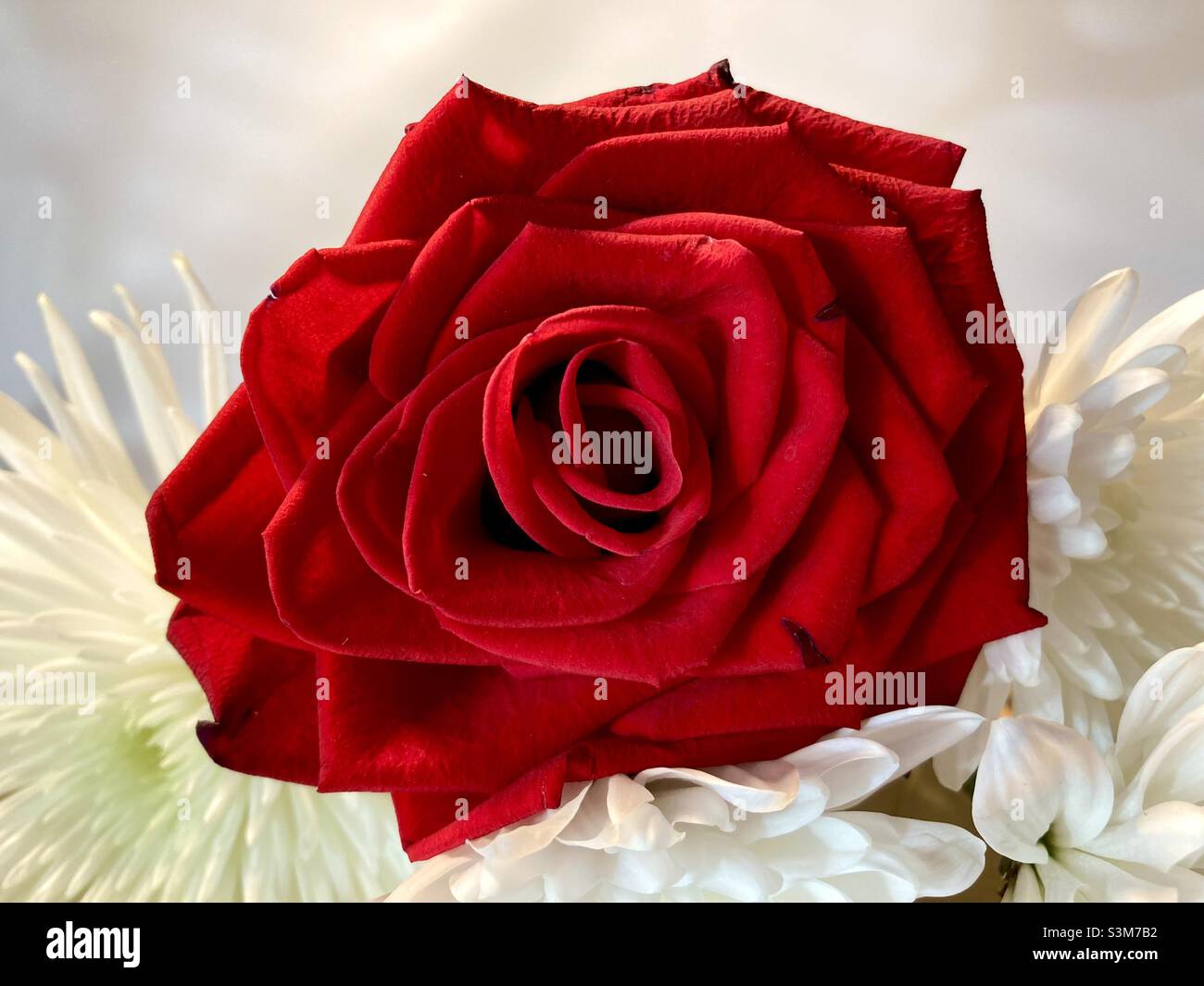 Une rose rouge ouverte de près Photo Stock - Alamy