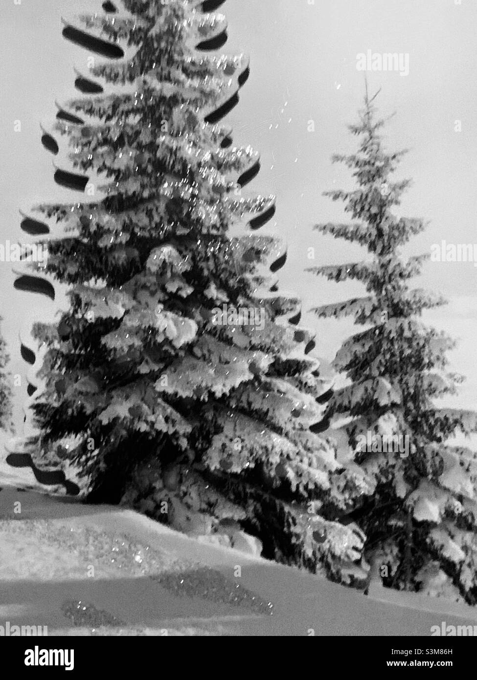 Neige tombée sur les arbres de Noël - pins dans les montagnes couvertes de neige Banque D'Images